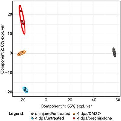 Glucocorticoid Treatment Leads to Aberrant Ion and Macromolecular Transport in Regenerating Zebrafish Fins